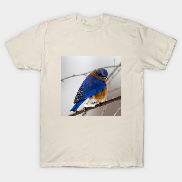 Eastern Blue Bird T-Shirt by Glenn Landas Digital Art